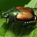 Popillia japonica: come riconoscerla, perché è un’emergenza… e cosa possiamo fare
