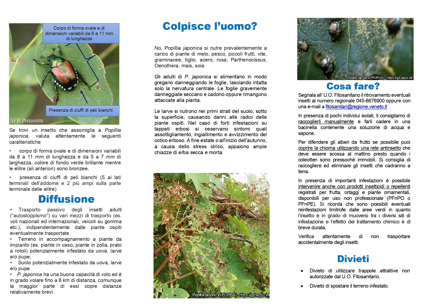 Popillia-japonica_page-0002