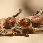Cocciniglia tartaruga del pino (Toumeyella parvicornis) – una minaccia per le pinete e per il verde urbano