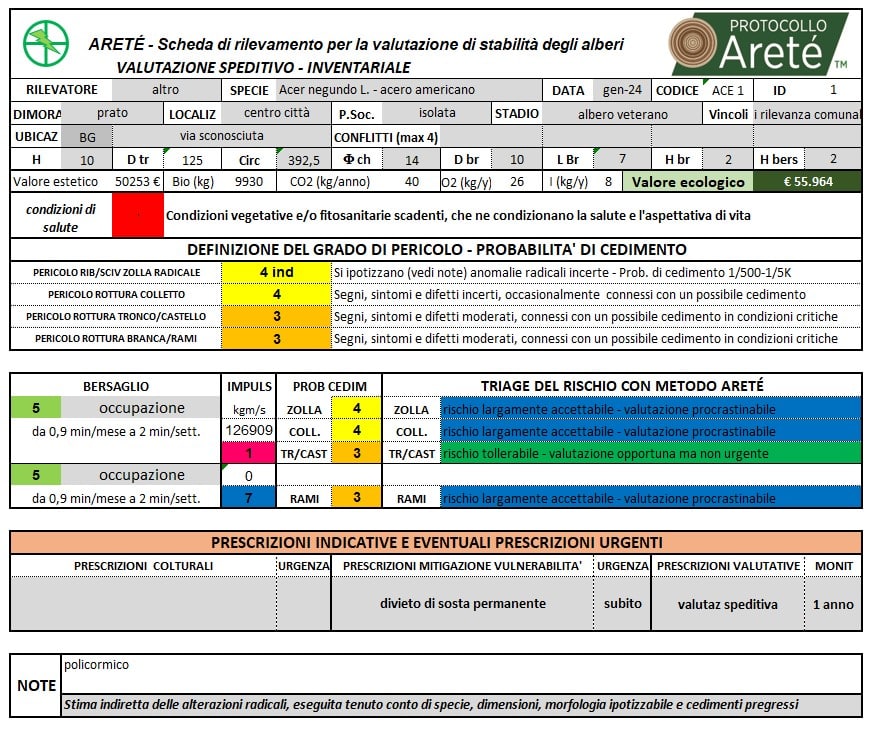 acer_negundo_treviglio_11