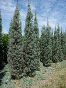 cupressus_arizonica