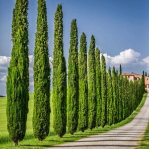 cupressus_sempervirens