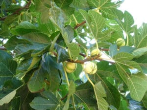 ficus_carica