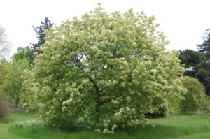 fraxinus_ornus