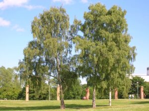 Betula_Pendula