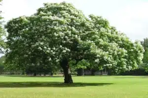 catalpa_bignonioides