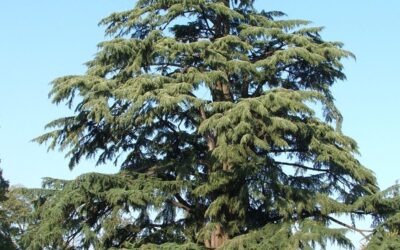 cedrus_deodara