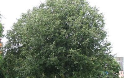 celtis_australis