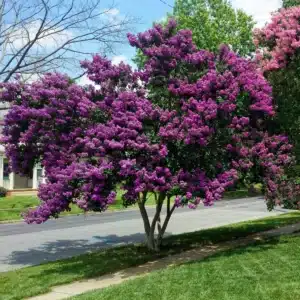 lagerstroemia_indica