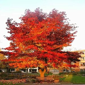 liquidambar_styraciflua