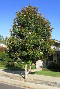 magnolia_grandiflora