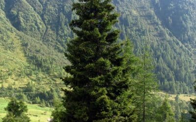 picea_abies