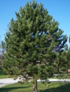 pinus_nigra_of