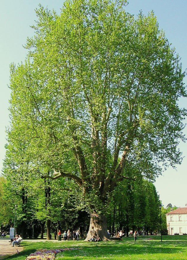 Platanus Acerifolia