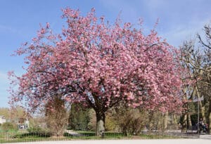 prunus_serrulata