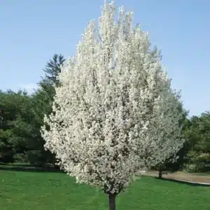 pyrus_calleryana_chanticleer