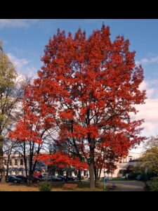 quercus_rubra