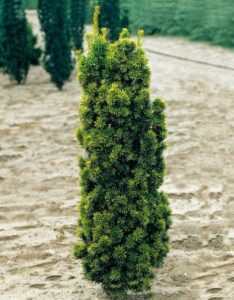 taxus_baccata