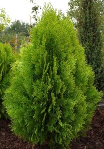 thuja_orientalis